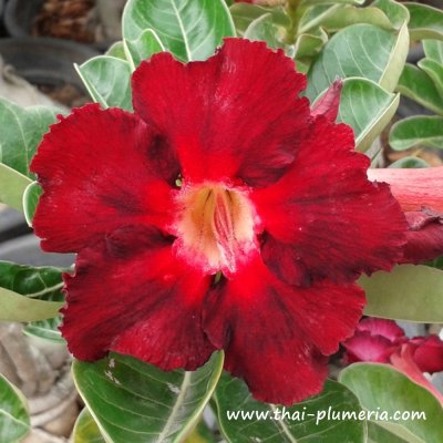 Adenium DOUBLE COLOR plant