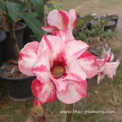 Adenium DOUBLE SELONA plant