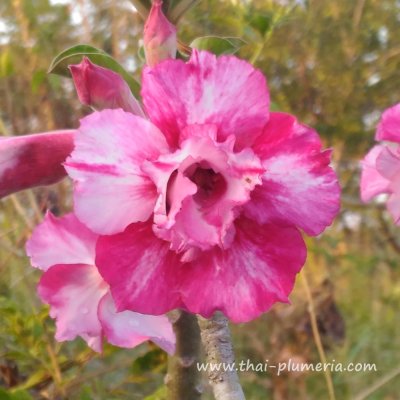 Adenium DOUBLE SELONA plant