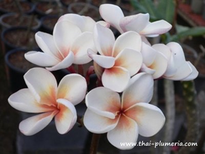 Plumeria DUANG SUREE