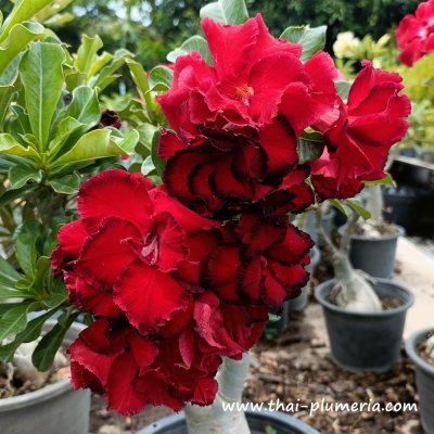 Adenium DRAGON BLOOD plant