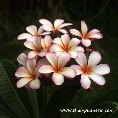 Dwarf Plumeria DRAGONFLY