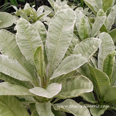 Variegated Plumeria DUANG SUREE