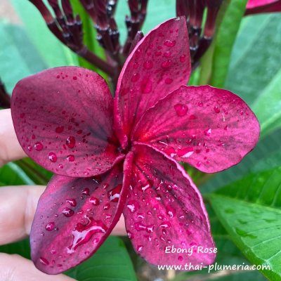 Plumeria Ebony Rose1