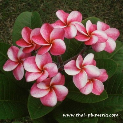 Plumeria ELSIE