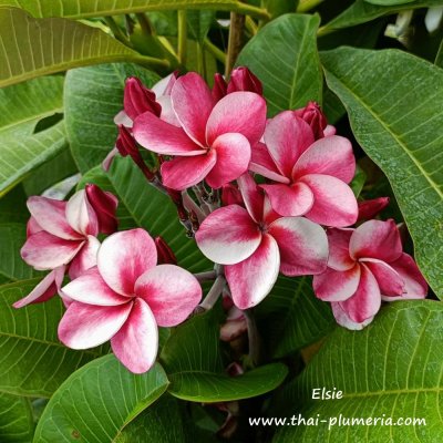 Plumeria Elsie