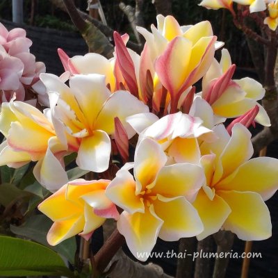 Plumeria plant VISHNU GOLD