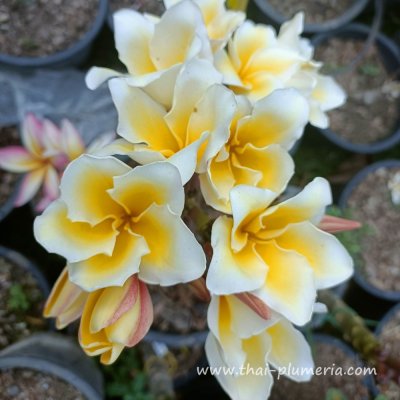 Plumeria plant VISHNU GOLD