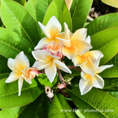 Plumeria VISHNU GOLD