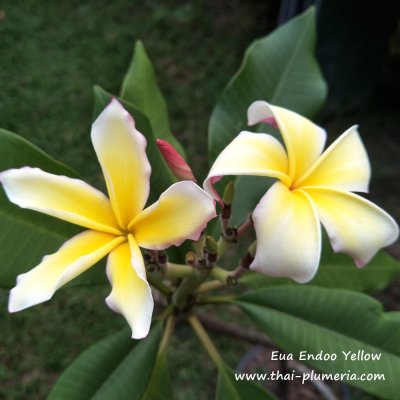 Eua Endoo Yellow plumeria