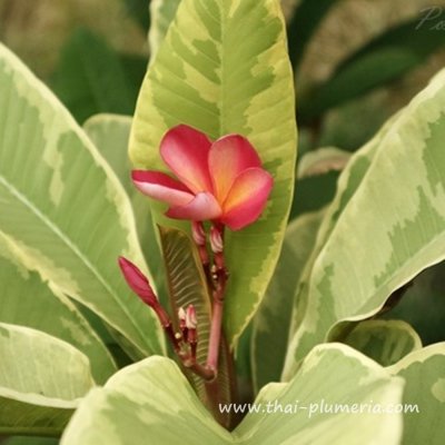 Variegated Plumeria FANCY plant