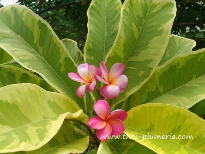 Variegated Plumeria FANCY plant