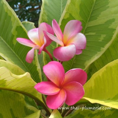 Variegated Plumeria FANCY plant