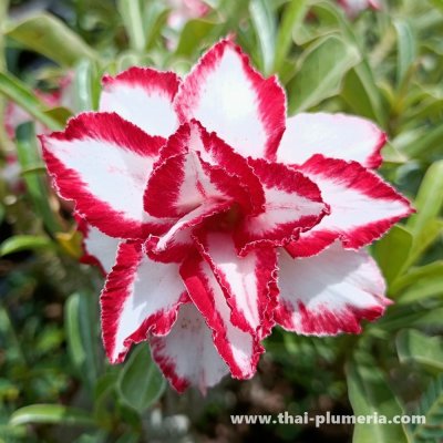 Adenium FERRARY plant