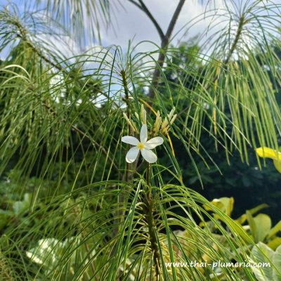 Plumeria FILIFOLIA plant