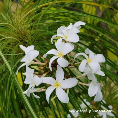 Plumeria FILIFOLIA plant