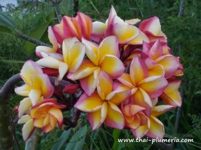 Plumeria FRUIT SALAD