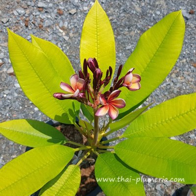 Variegated Plumeria GARNET GOLD