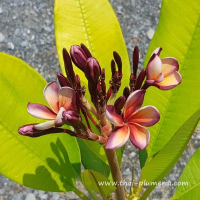 Variegated Plumeria GARNET GOLD plant