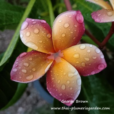 Plumeria George Brown