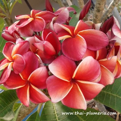 Plumeria GINA RED