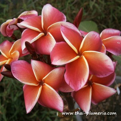 Plumeria GINA RED plant