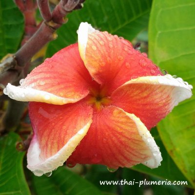 Plumeria GINA RED plant