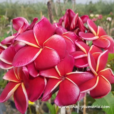 Plumeria GINA RED plant