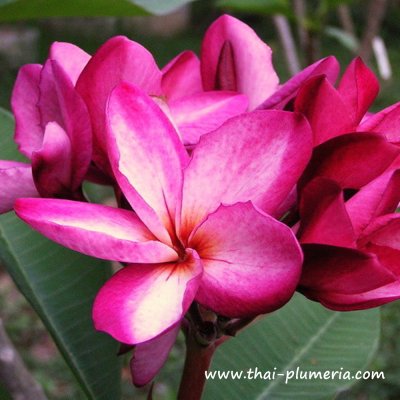Plumeria GROVE FARM
