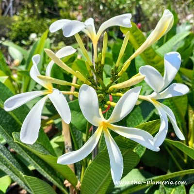 Plumeria HANGING WINDMILL