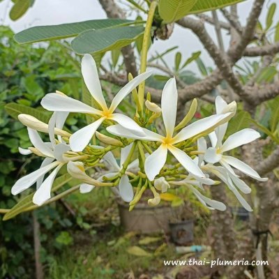 Plumeria HANGING WINDMILL plant