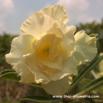 Adenium HAPPY GOLD plant