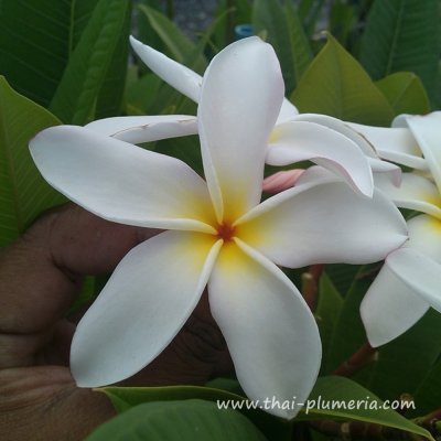 Plumeria HAWAIIAN WHITE