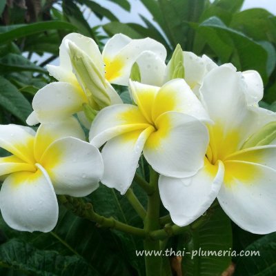 Plumeria HAWAIIAN WHITE plant