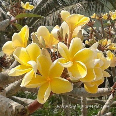 Plumeria HEIDI GOLD