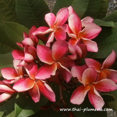 Plumeria RED SWAN