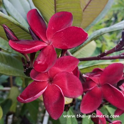 Plumeria RED SWAN plant