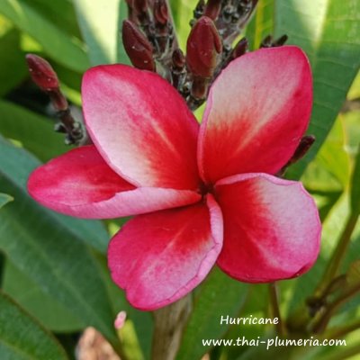 Hurricane plumeria