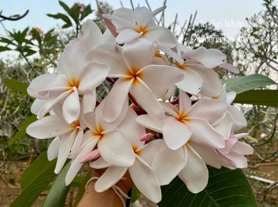 In Jun White