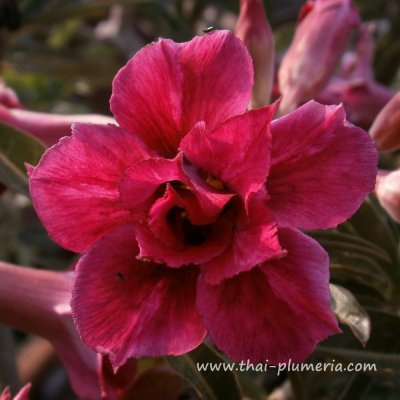 Adenium IRIN plant