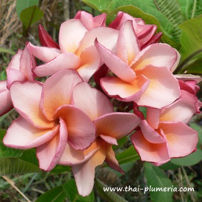 Plumeria IRMA 7