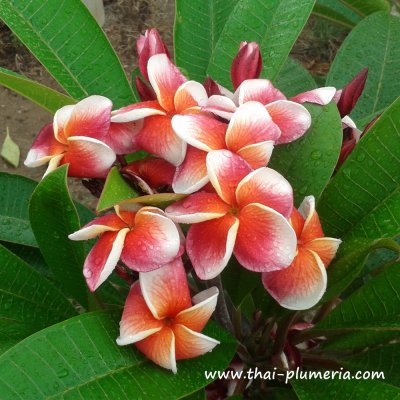 Plumeria J105 plant