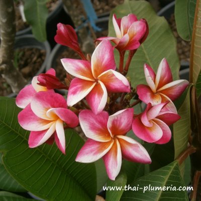 Plumeria JJ DIVINE plant