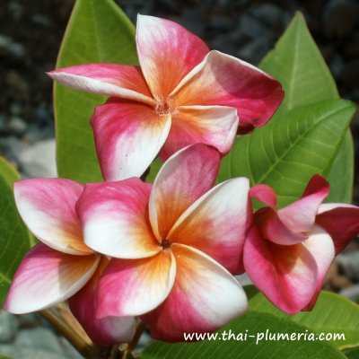 Plumeria JJ DIVINE plant