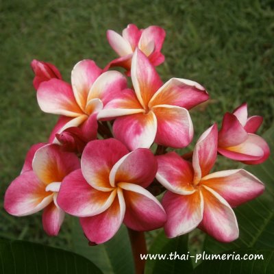 Compact Plumeria J PINK