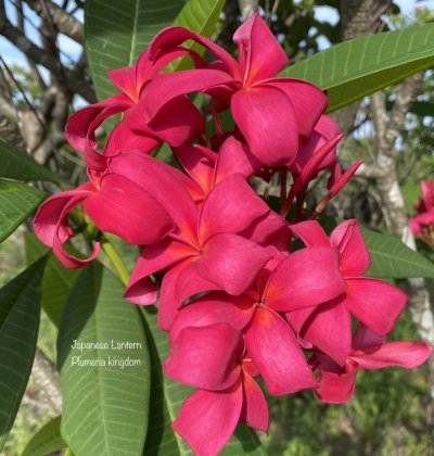 Plumeria seeds JAPANESE LANTERN