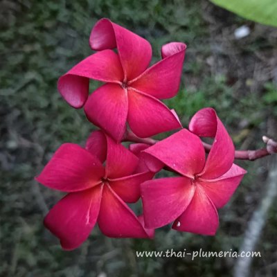 Plumeria JAPANESE LANTERN plant