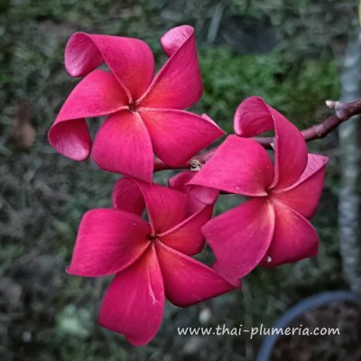 Plumeria JAPANESE LANTERN plant