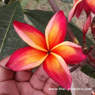 Plumeria JEAN MORAGNE plant