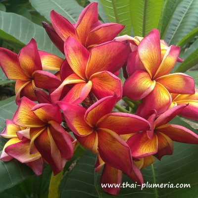 Plumeria JEAN MORAGNE plant